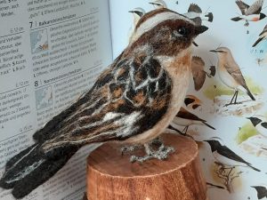 Braunkehlchen
