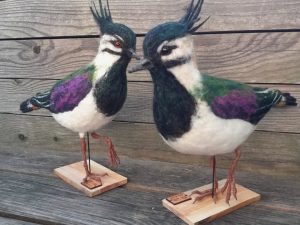 Kiebitz