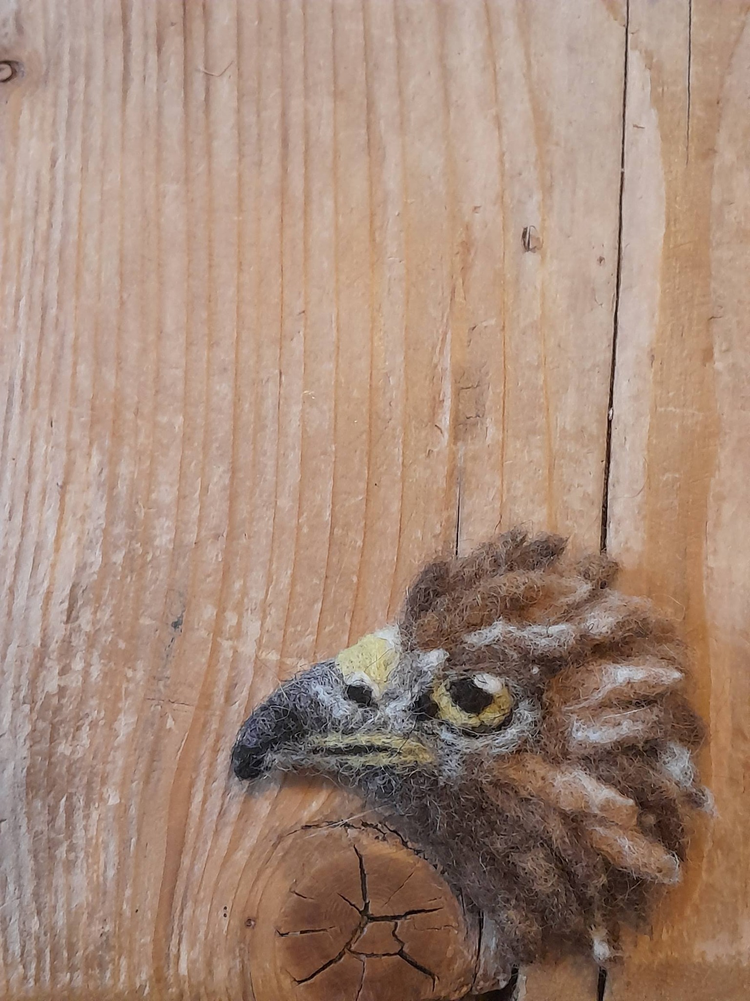 "Steck mich an" - Steinadler – Bild 2